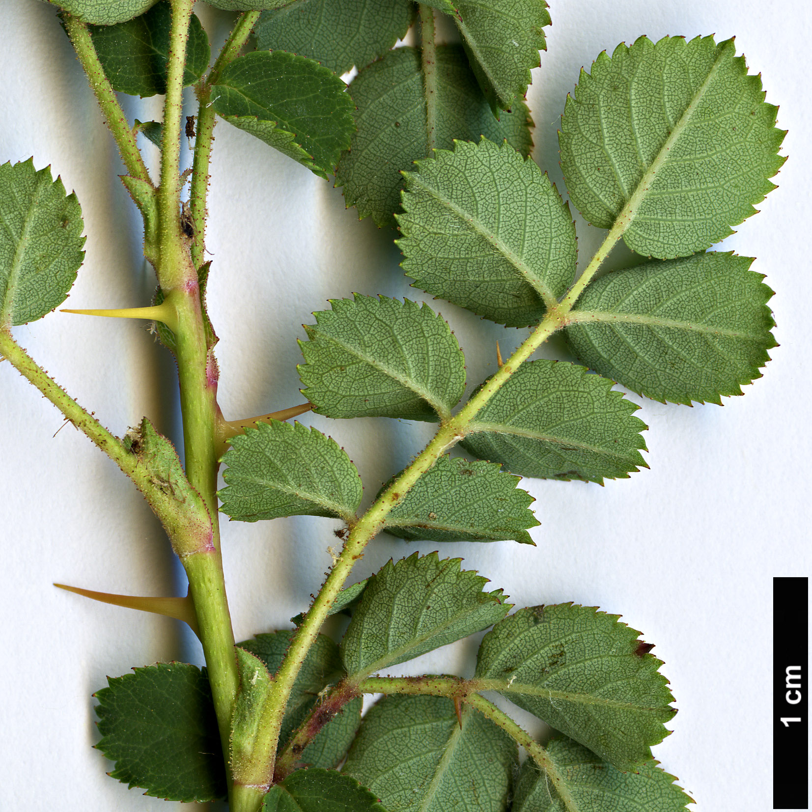 High resolution image: Family: Rosaceae - Genus: Rosa - Taxon: webbiana - SpeciesSub: var. microphylla
